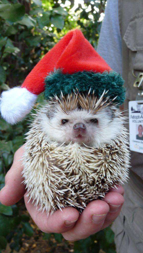 クリスマス×動物の画像下さい!