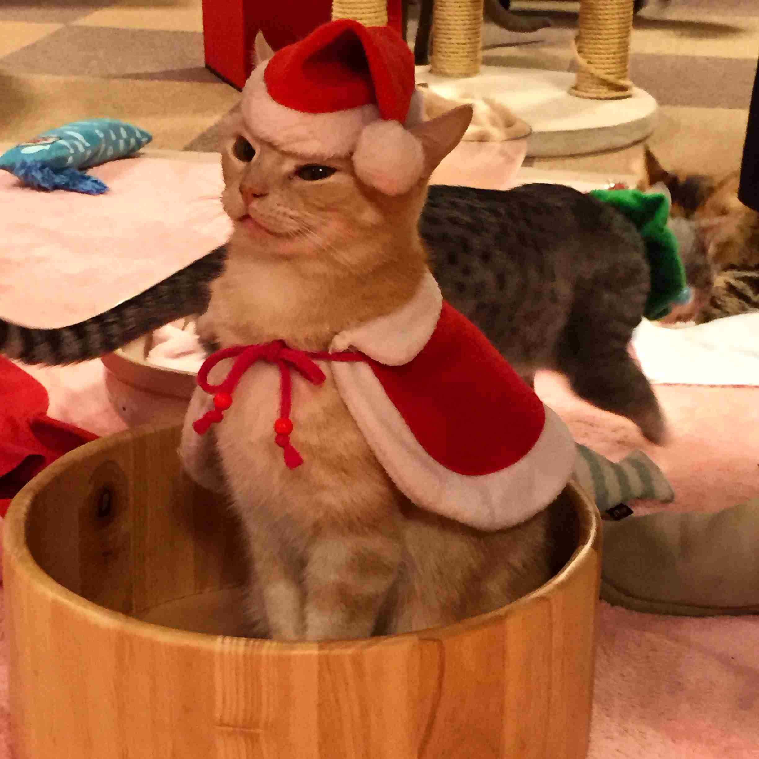 クリスマス×動物の画像下さい!