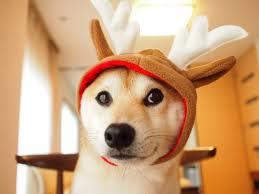 クリスマス×動物の画像下さい!