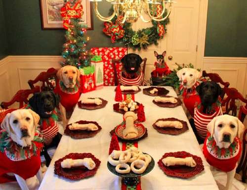 クリスマス×動物の画像下さい!