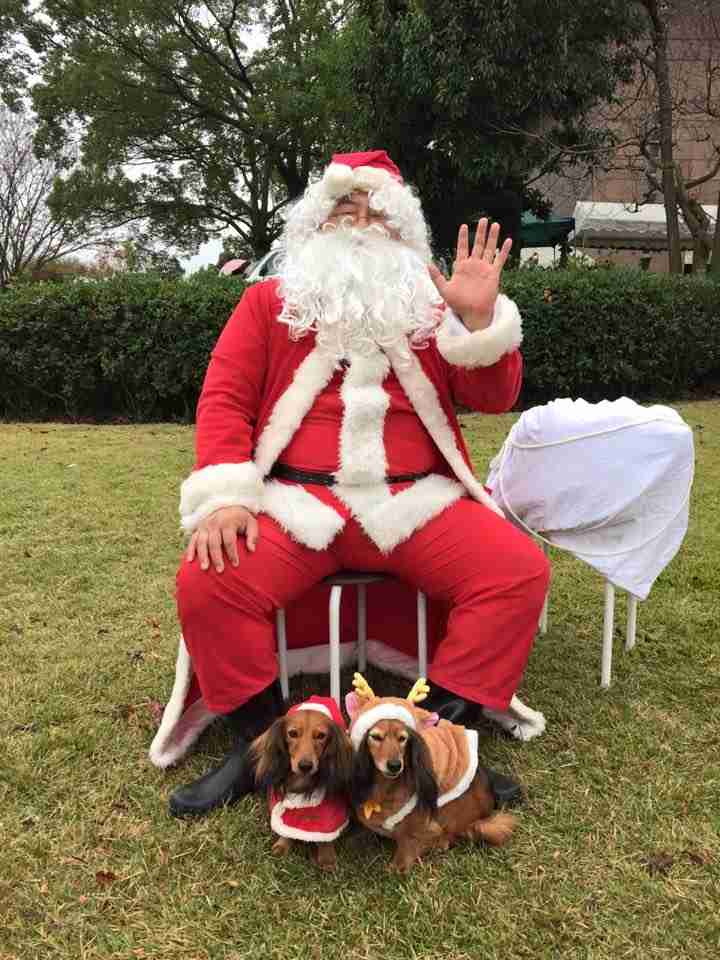 クリスマス×動物の画像下さい!