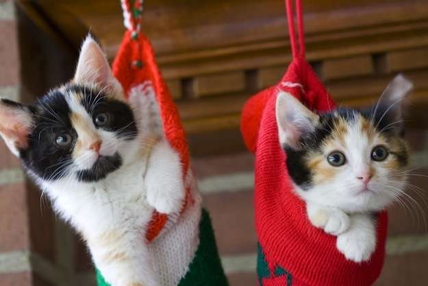 クリスマス×動物の画像下さい!