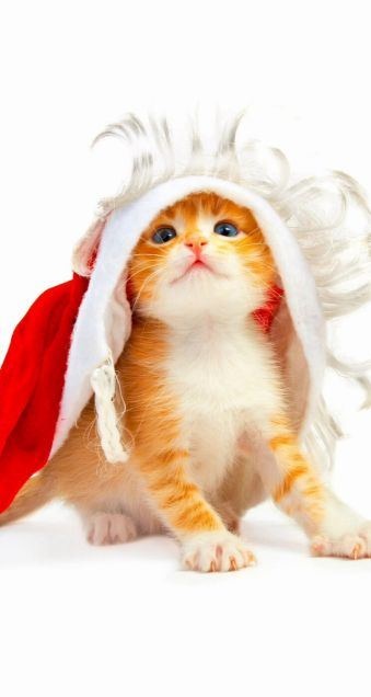 クリスマス×動物の画像下さい!