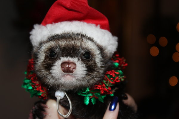 クリスマス×動物の画像下さい!