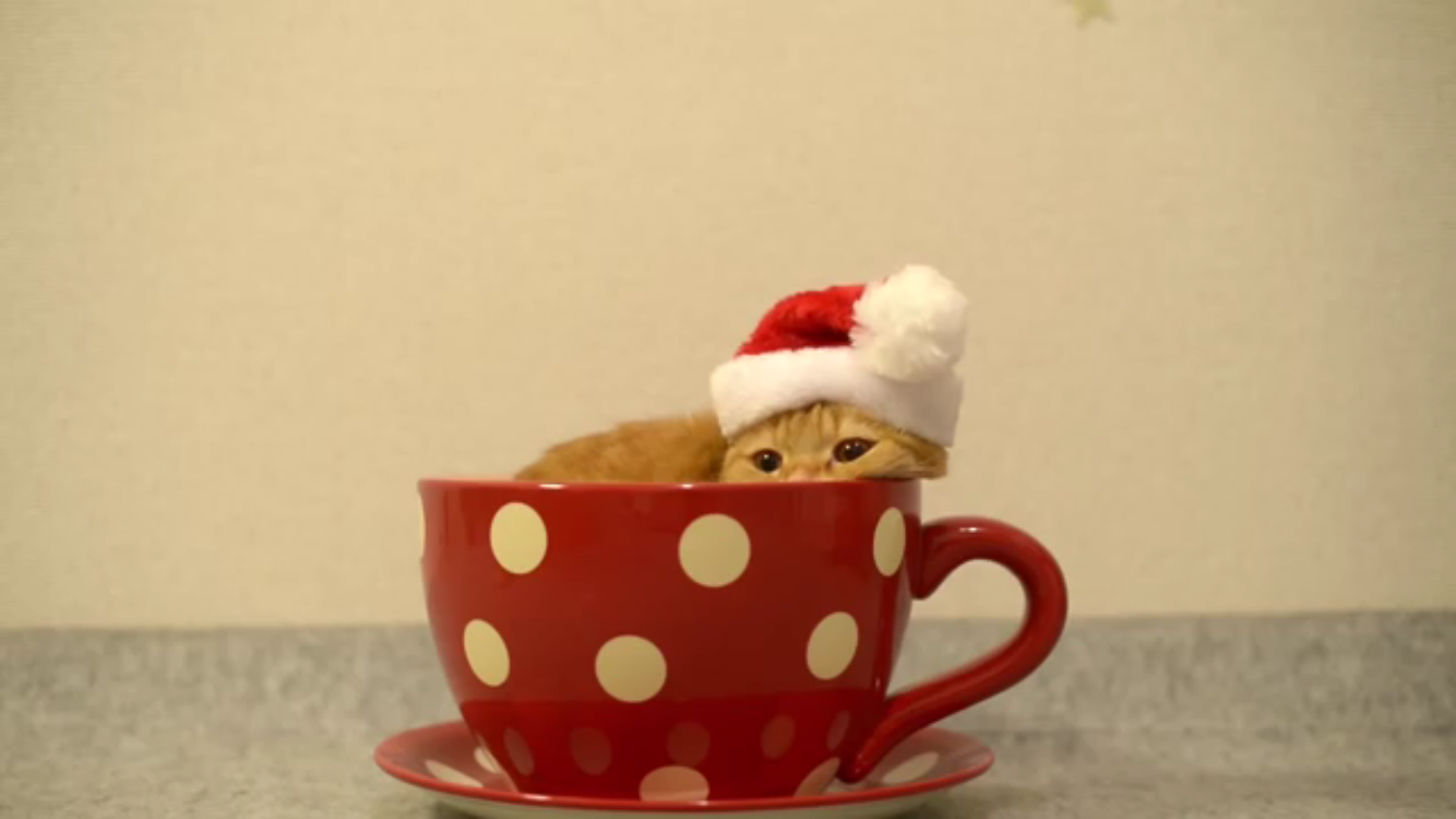 クリスマス×動物の画像下さい!