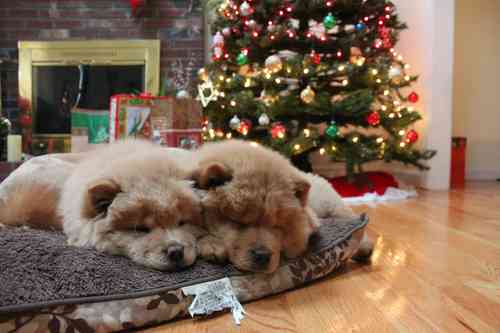 クリスマス×動物の画像下さい!
