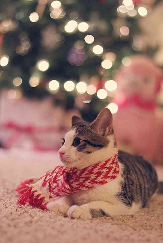 クリスマス×動物の画像下さい!