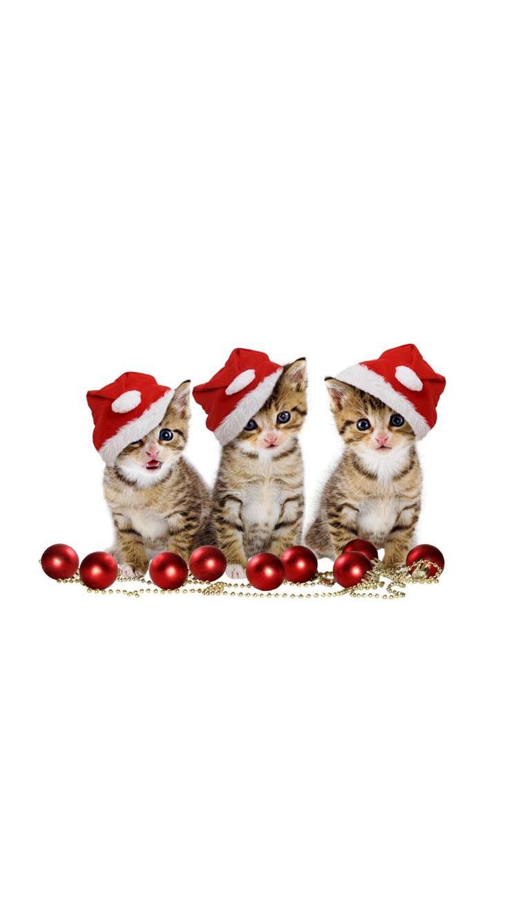 クリスマス×動物の画像下さい!