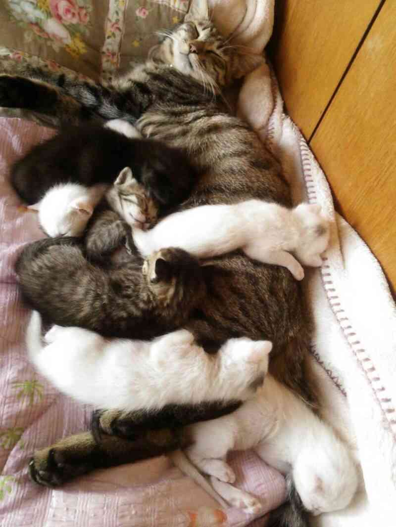 ねこ画像で癒されるトピ4