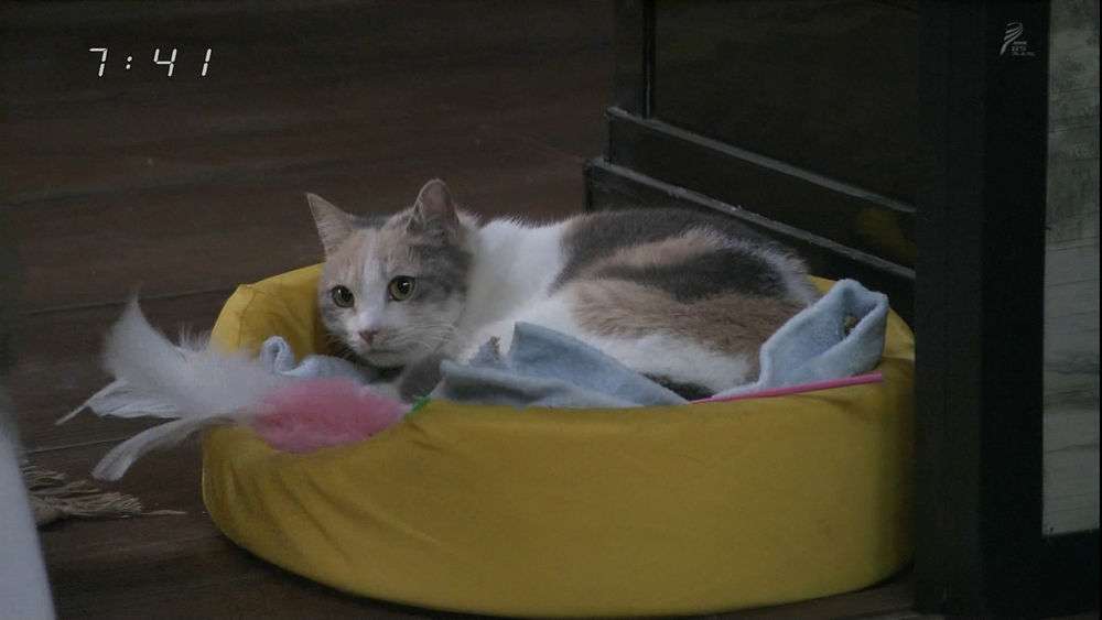 ねこ画像で癒されるトピ4