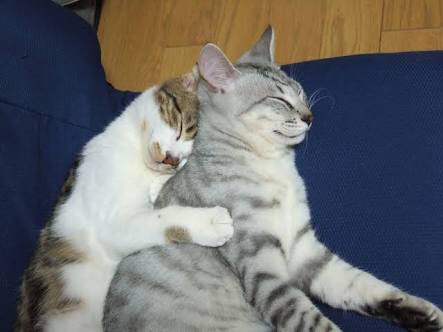 ねこ画像で癒されるトピ4