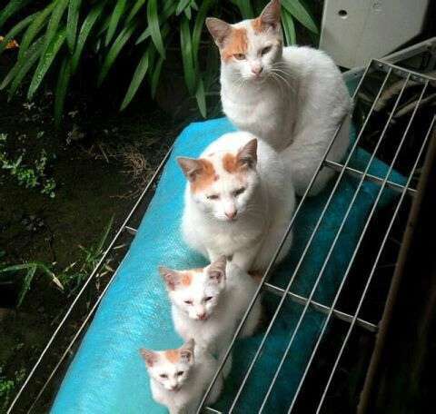 ねこ画像で癒されるトピ4