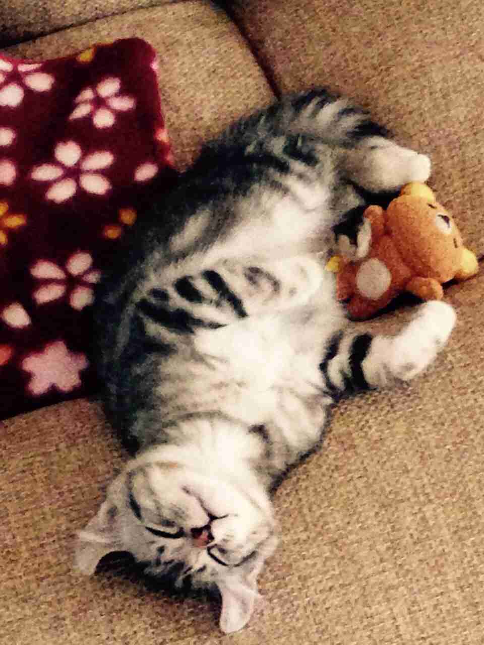 ねこ画像で癒されるトピ4