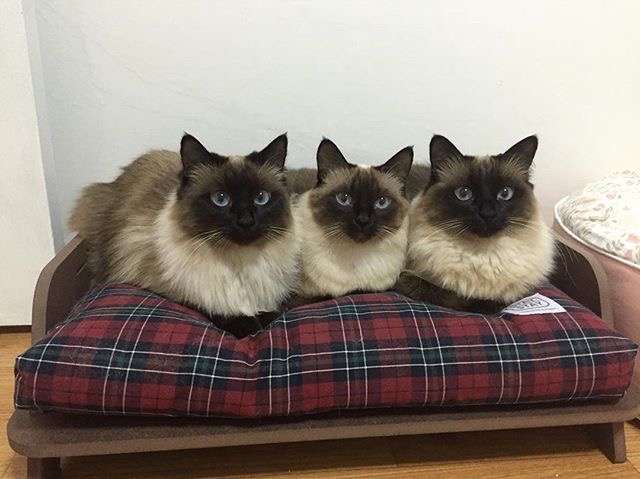 ねこ画像で癒されるトピ4