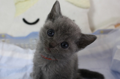 ねこ画像で癒されるトピ4