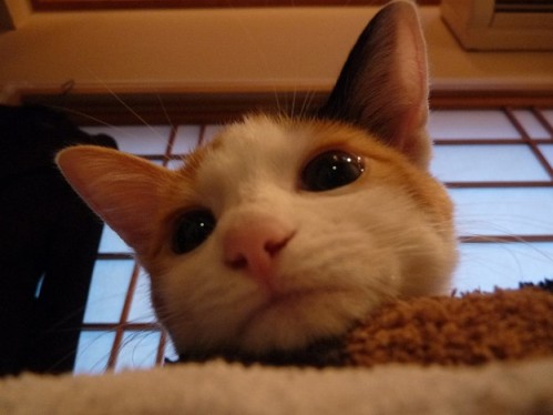 ねこ画像で癒されるトピ4