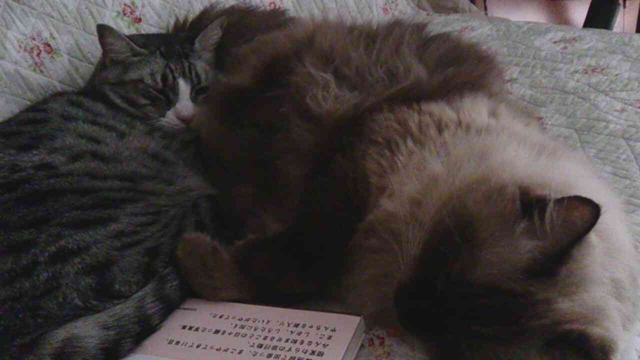 ねこ画像で癒されるトピ4