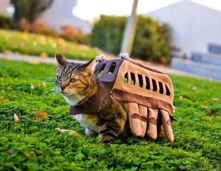 ねこ画像で癒されるトピ4