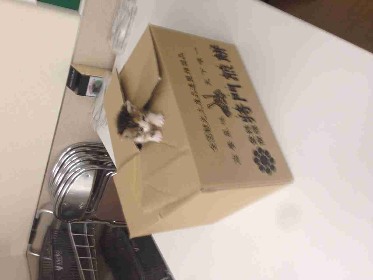 ねこ画像で癒されるトピ4