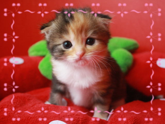 ねこ画像で癒されるトピ4