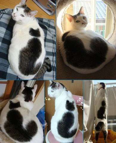 ねこ画像で癒されるトピ4