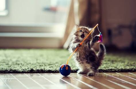 ねこ画像で癒されるトピ4