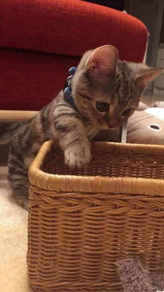 ねこ画像で癒されるトピ4