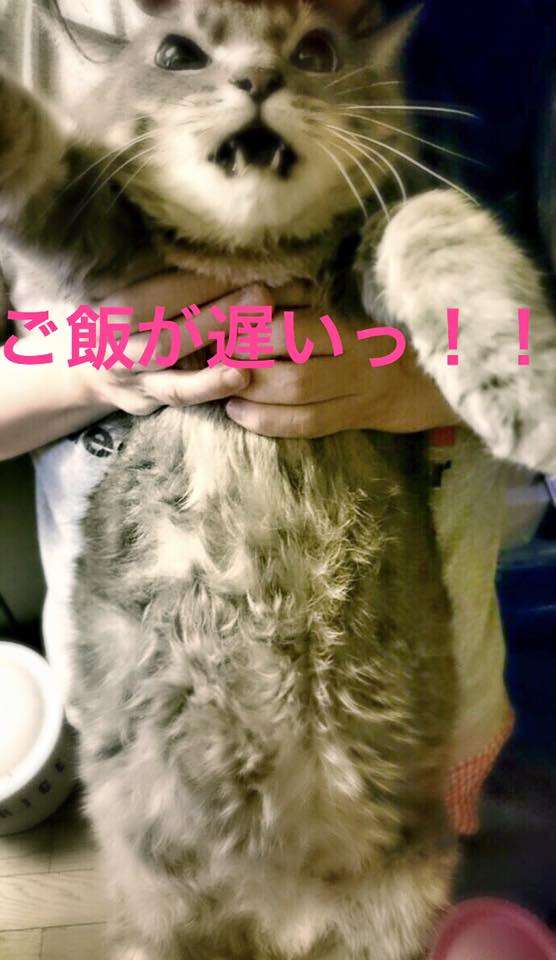 ねこ画像で癒されるトピ4