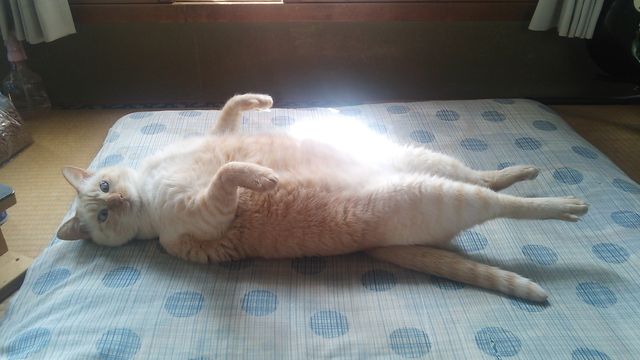 ねこ画像で癒されるトピ4