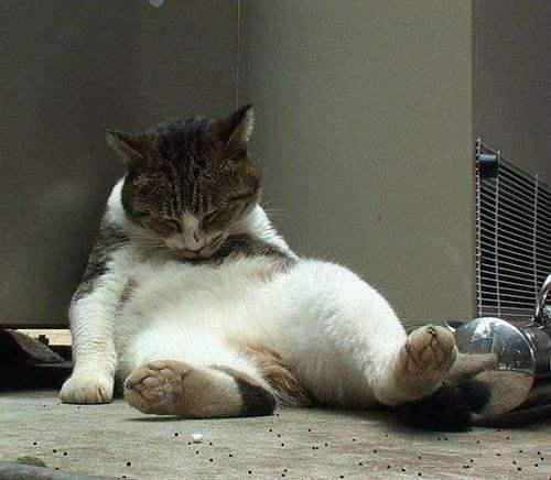 ねこ画像で癒されるトピ4