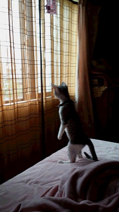 ねこ画像で癒されるトピ4