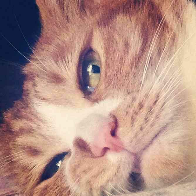 ねこ画像で癒されるトピ4