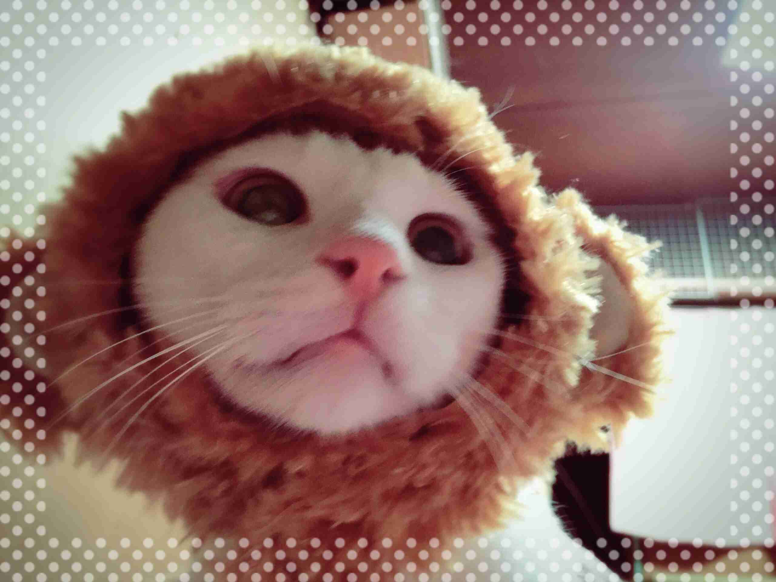 ねこ画像で癒されるトピ4