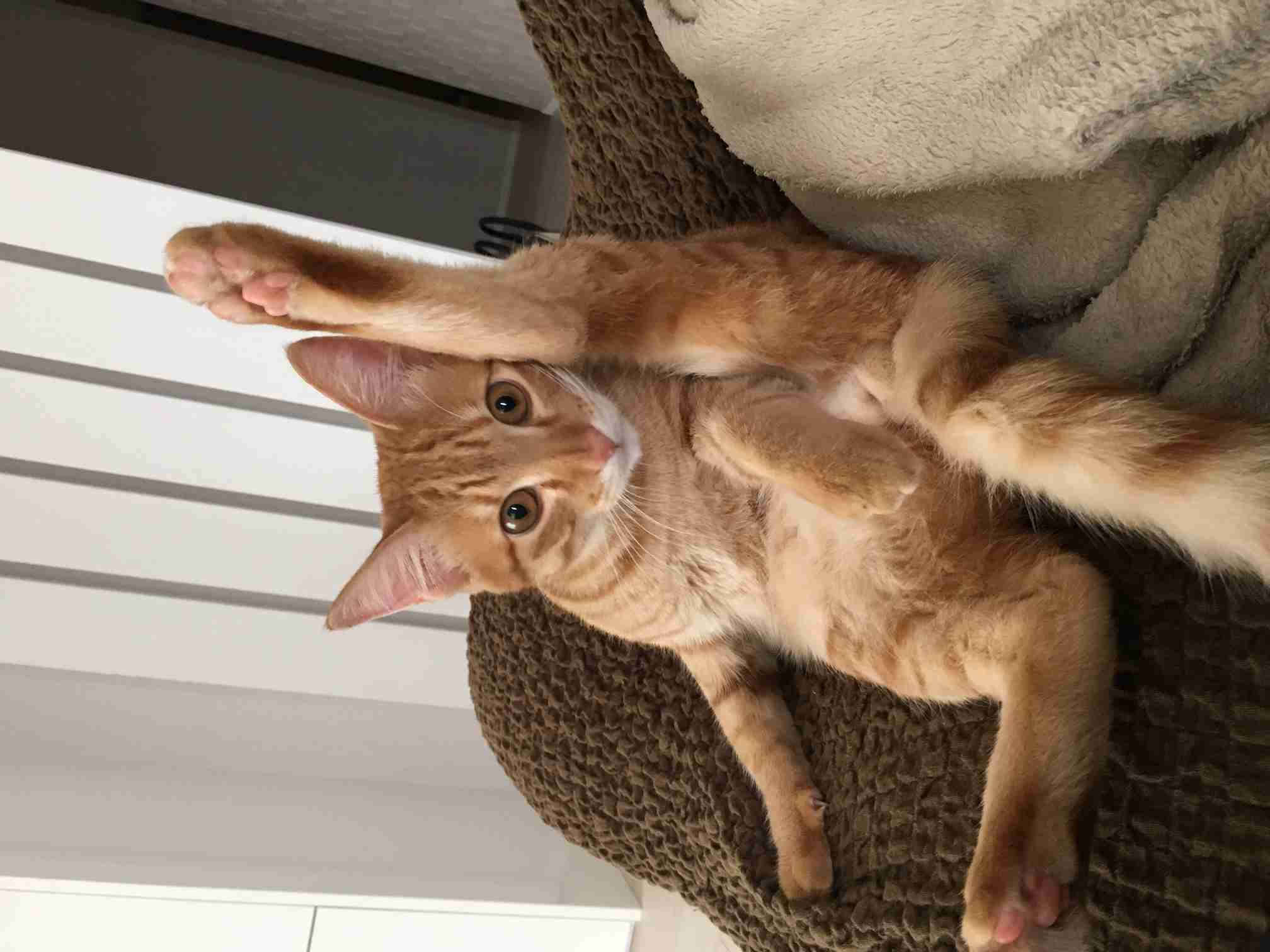 ねこ画像で癒されるトピ4