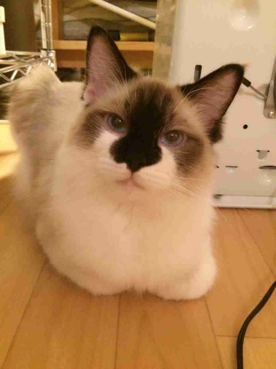 ねこ画像で癒されるトピ4