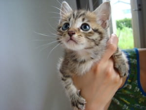 ねこ画像で癒されるトピ4