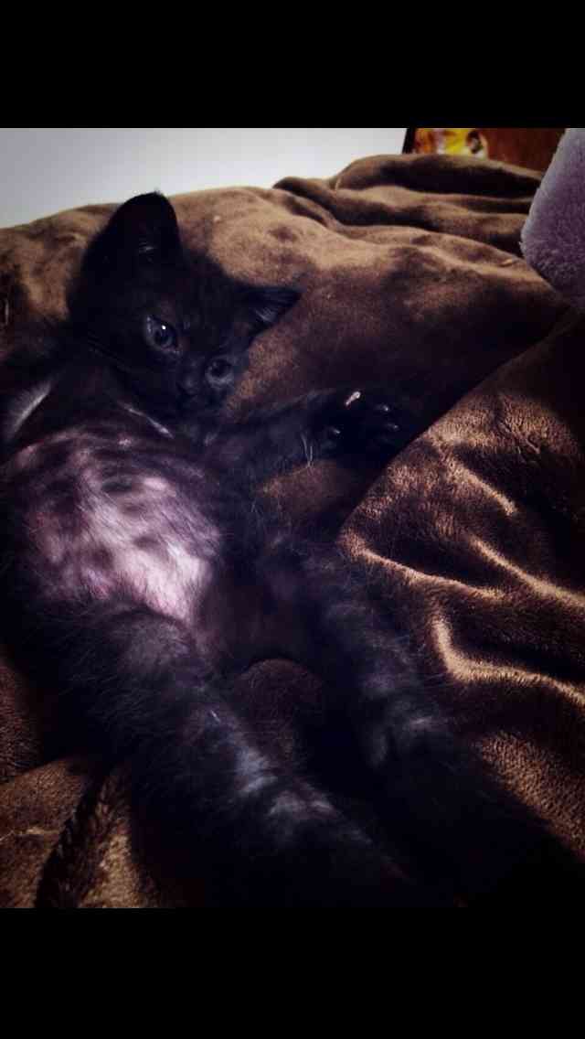 ねこ画像で癒されるトピ4