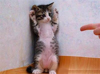 ねこ画像で癒されるトピ4