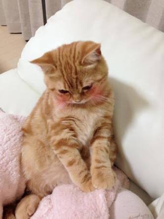 ねこ画像で癒されるトピ4