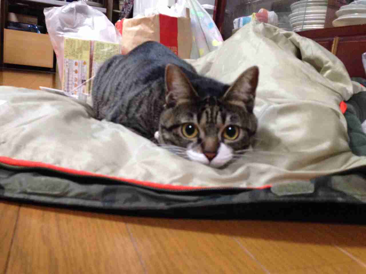 ねこ画像で癒されるトピ4