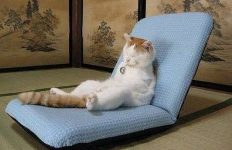 ねこ画像で癒されるトピ4