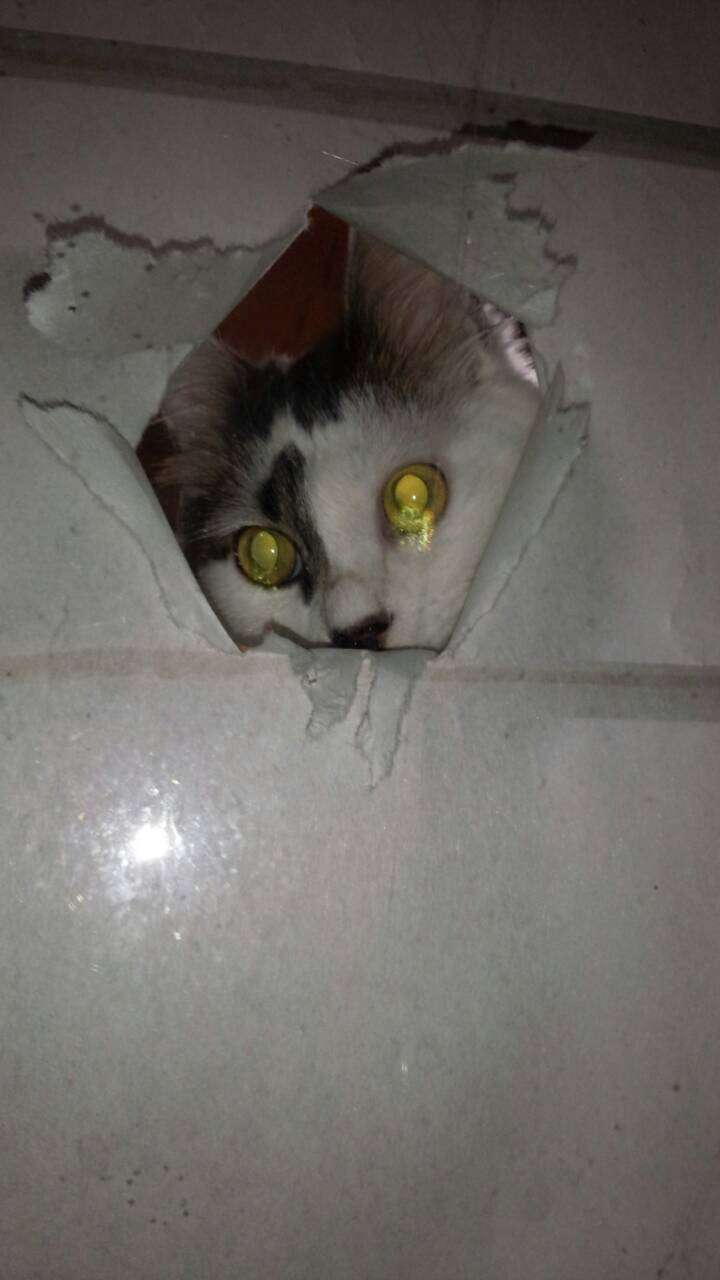 ねこ画像で癒されるトピ4