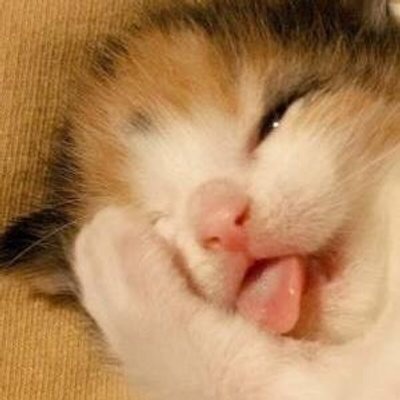 ねこ画像で癒されるトピ4