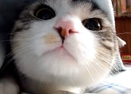 ねこ画像で癒されるトピ4
