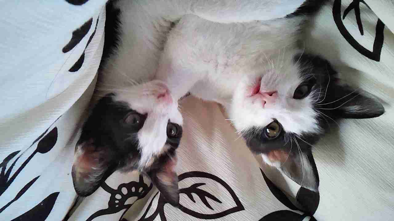 ねこ画像で癒されるトピ4