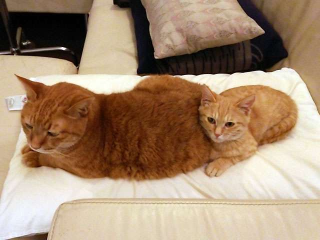 ねこ画像で癒されるトピ4