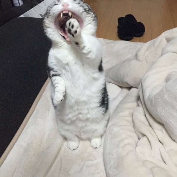 ねこ画像で癒されるトピ4