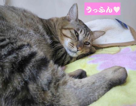 ねこ画像で癒されるトピ4
