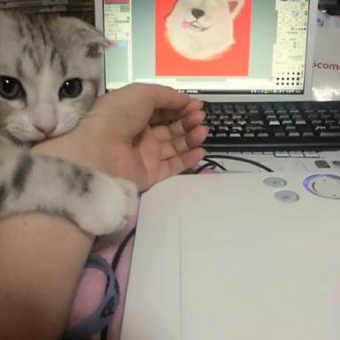 ねこ画像で癒されるトピ4