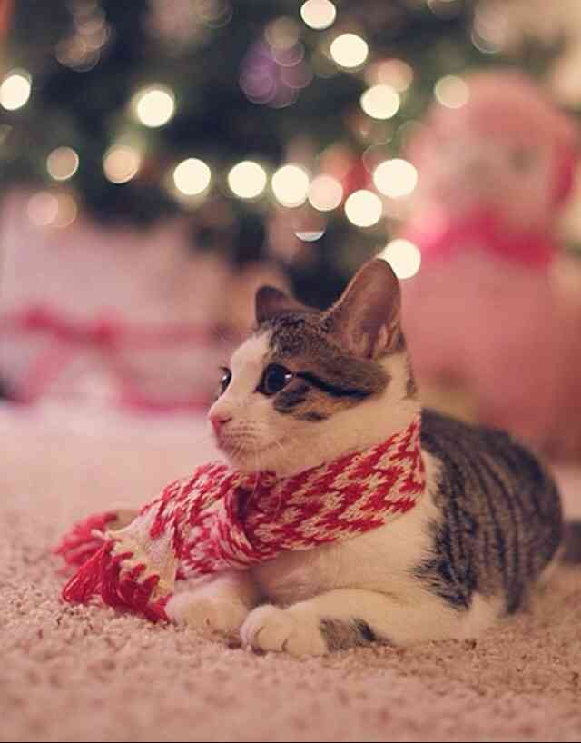ねこ画像で癒されるトピ4